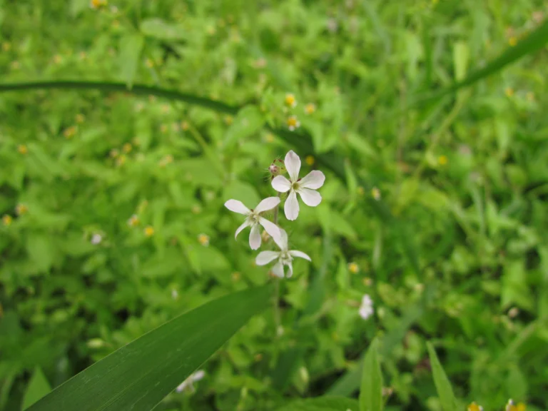 Silene gallica (6)