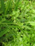 Silene gallica (5)