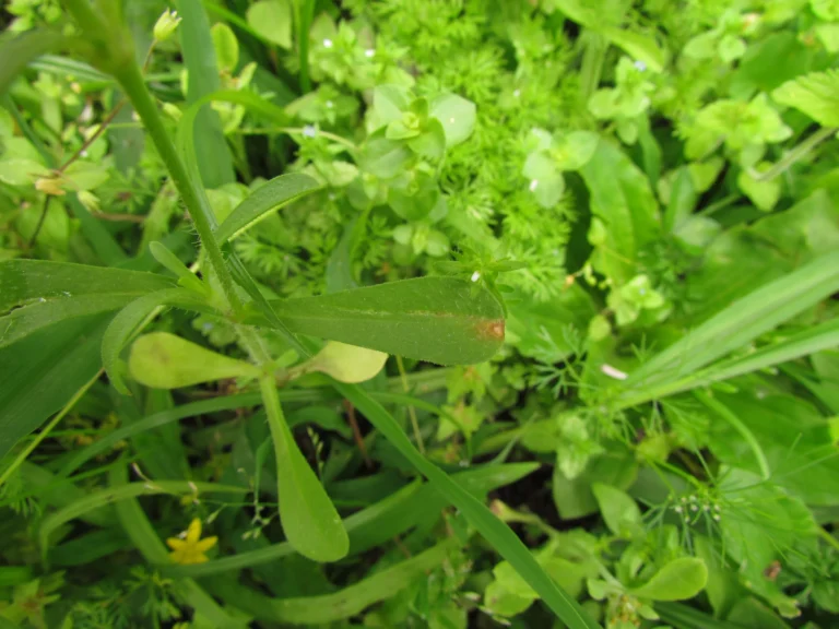 Silene gallica (3)