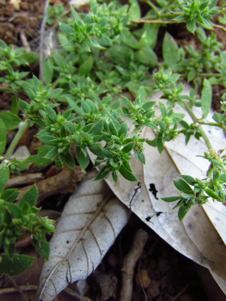 Paronychia communis (35)
