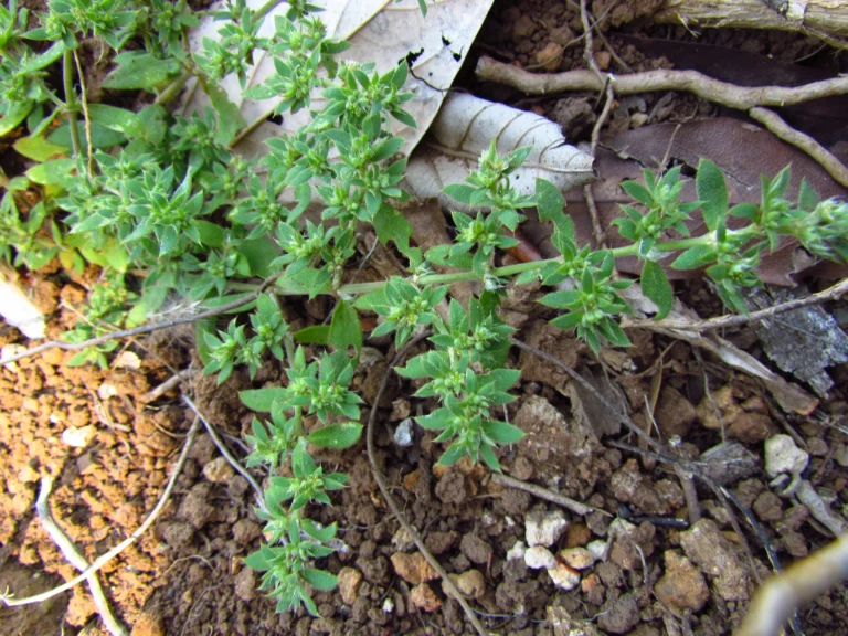 Paronychia communis (34)