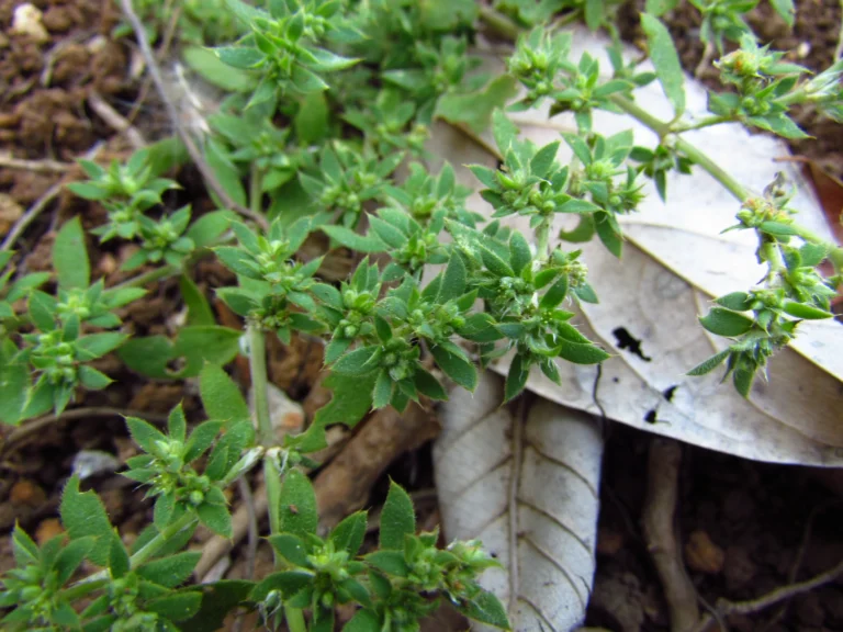Paronychia communis (30)