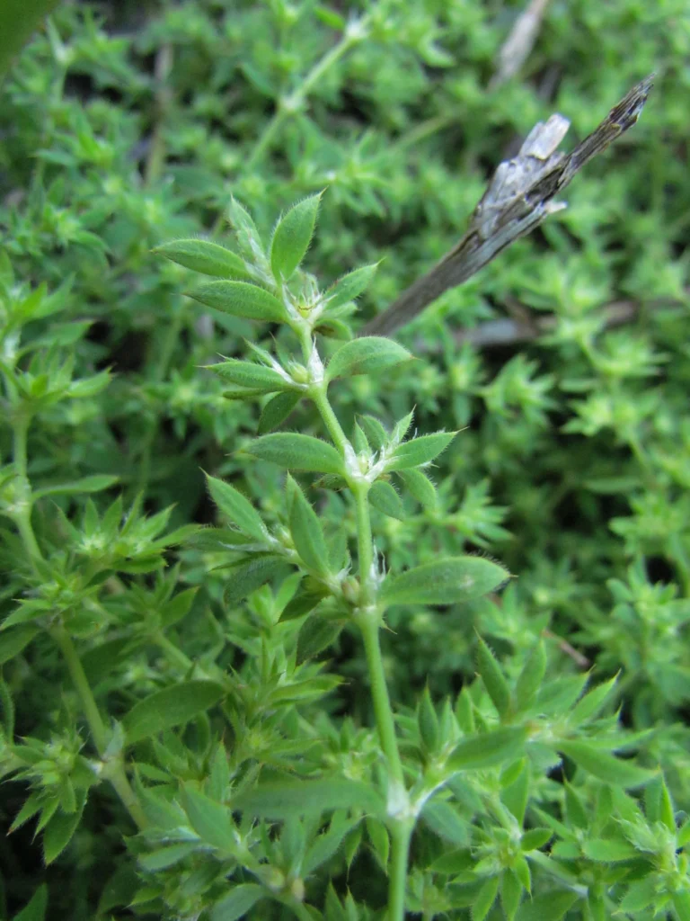 Paronychia communis (26)