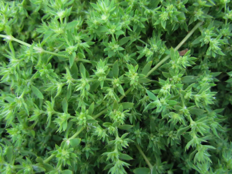 Paronychia communis (22)