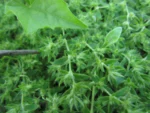 Paronychia communis (21)