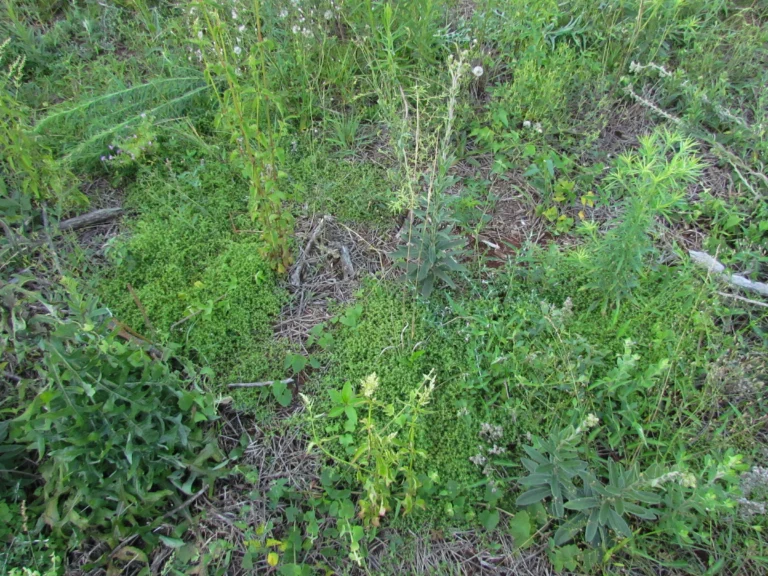 Paronychia communis (19)