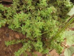 Paronychia communis (15)