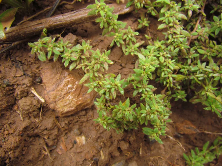 Paronychia communis (12)