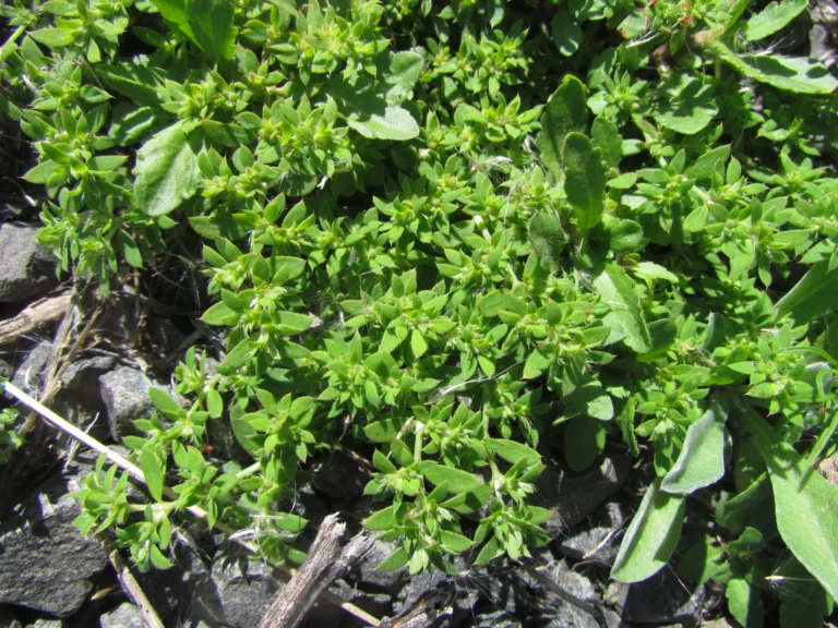 Paronychia communis (10)