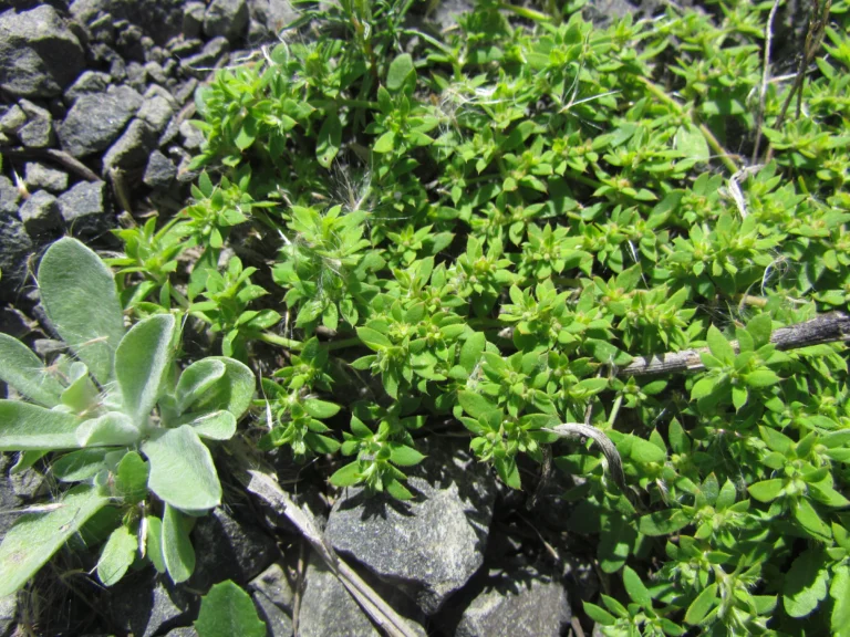 Paronychia communis (9)