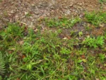 Paronychia communis (1)
