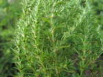 paronychia camphorosmoides (16)
