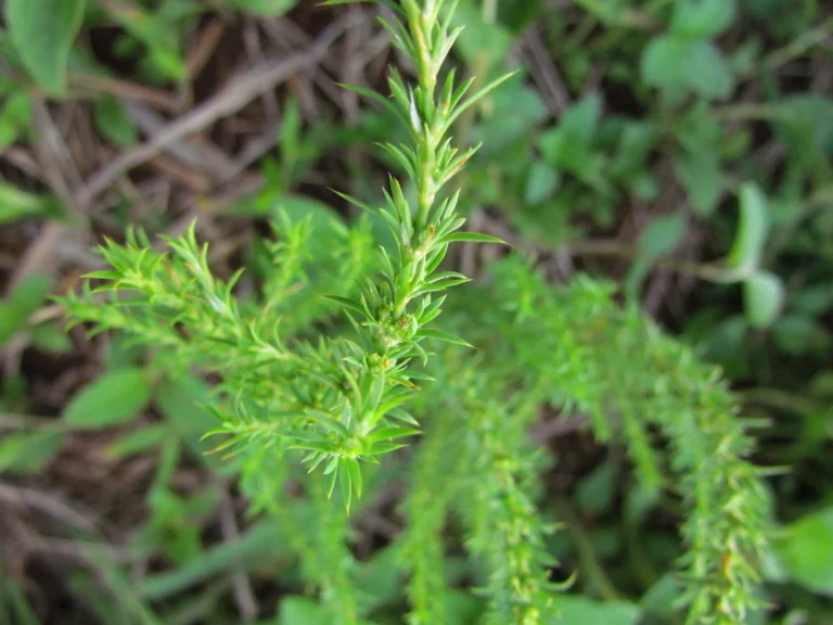 paronychia camphorosmoides (11)