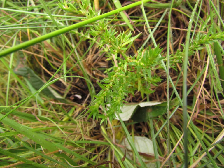 paronychia camphorosmoides (4)