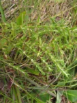 paronychia camphorosmoides (2)