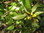 Maytenus boaria (8)