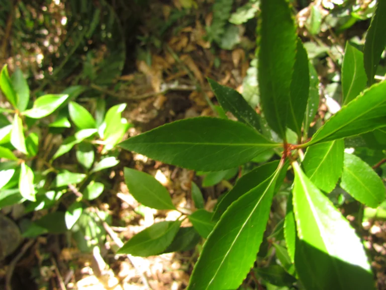 Maytenus boaria (2)