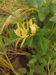 Lonicera japonica (14)