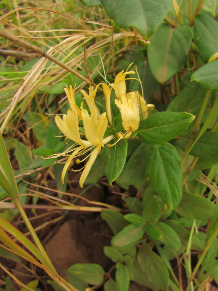 Lonicera japonica (14)