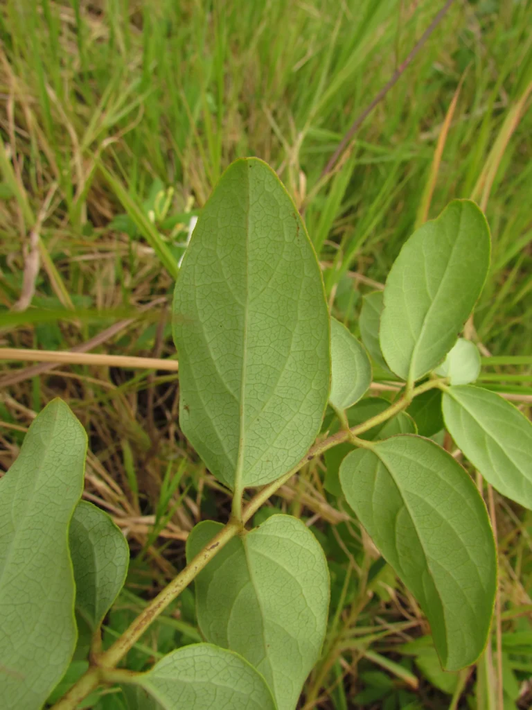 Lonicera japonica (13)