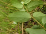Lonicera japonica (12)