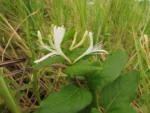 Lonicera japonica (11)