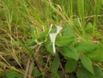 Lonicera japonica (10)