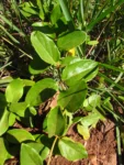 Lonicera japonica (7)