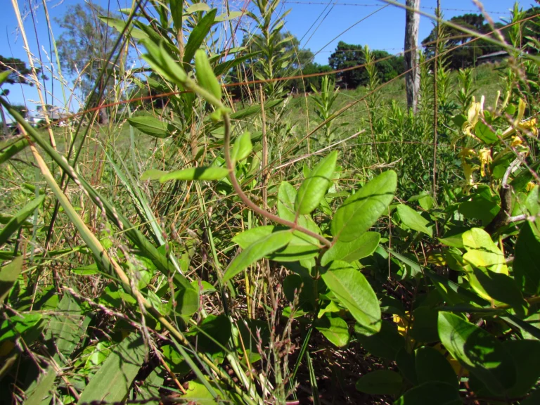 Lonicera japonica (6)