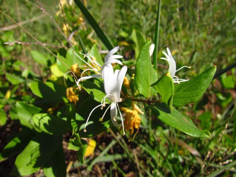 Lonicera japonica (1)