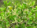 Laguncularia racemosa (15)