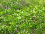 Laguncularia racemosa (13)