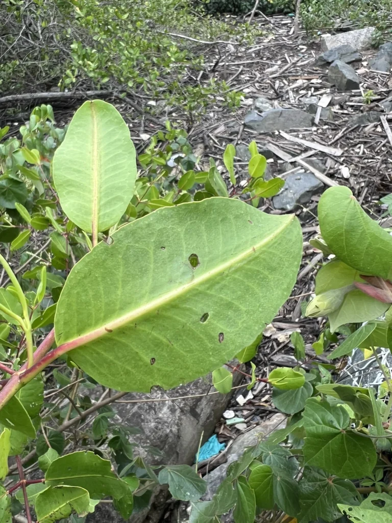 Laguncularia racemosa (10)