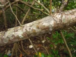 Laguncularia racemosa (9)