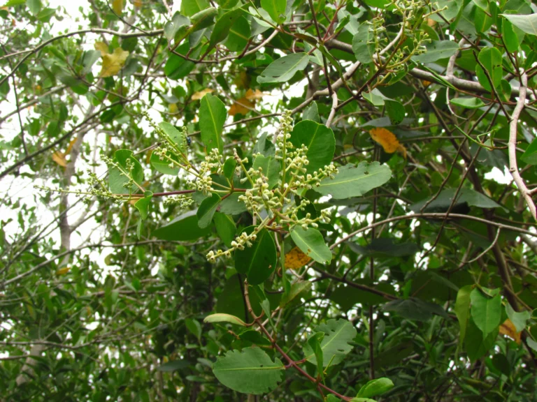 Laguncularia racemosa (8)