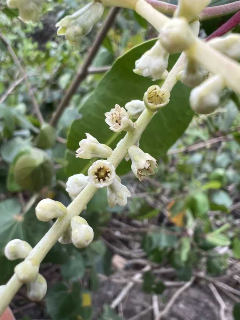 Laguncularia racemosa (8)