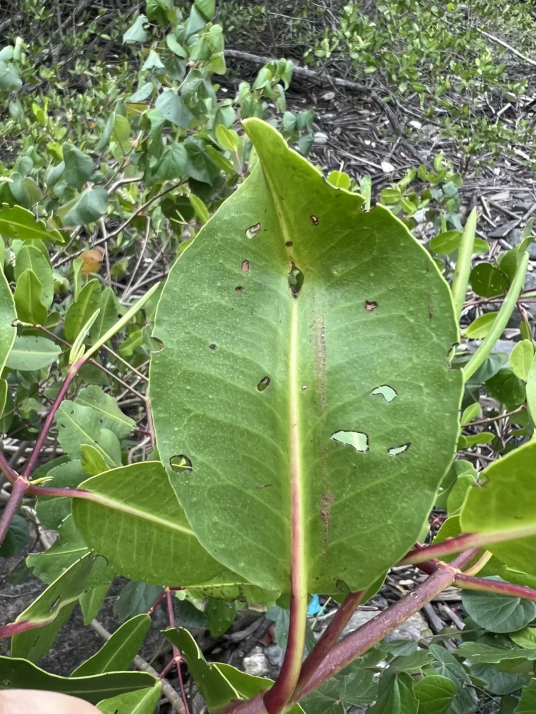 Laguncularia racemosa (5)