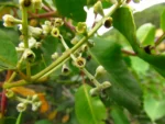 Laguncularia racemosa (3)