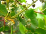 Laguncularia racemosa (2)