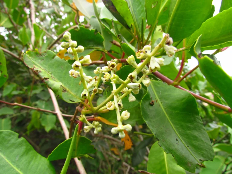 Laguncularia racemosa (1)