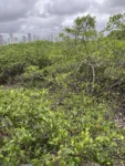 Laguncularia racemosa (1)