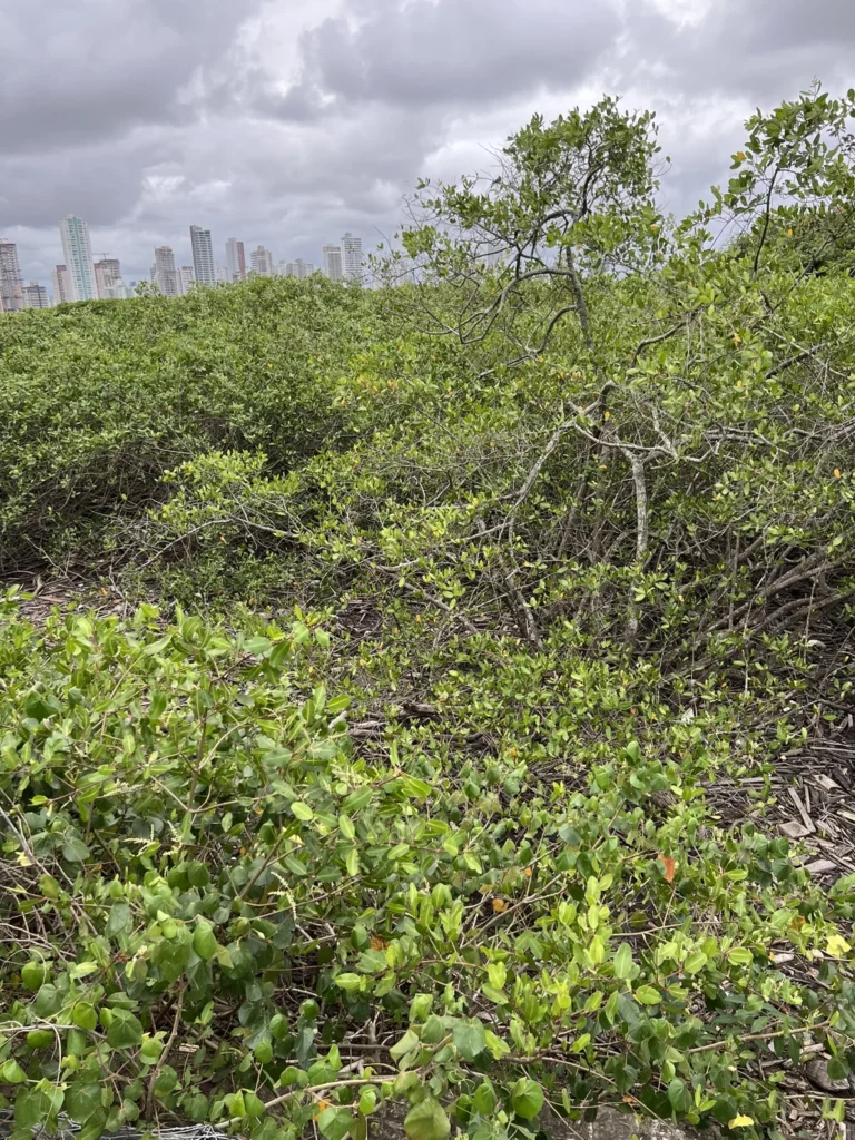 Laguncularia racemosa (1)