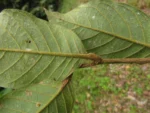Hirtella hebeclada (19)