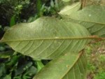 Hirtella hebeclada (18)