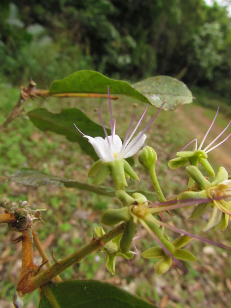 Hirtella hebeclada (13)