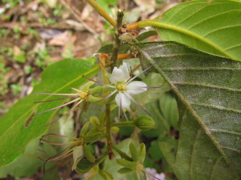 Hirtella hebeclada (12)