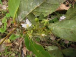 Hirtella hebeclada (10)
