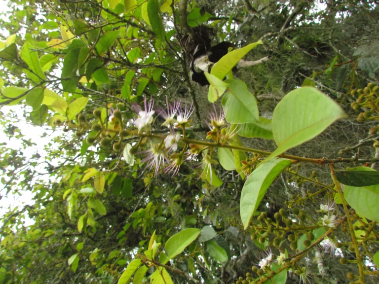 Hirtella hebeclada (9)