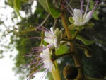Hirtella hebeclada (6)