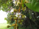 Hirtella hebeclada (5)